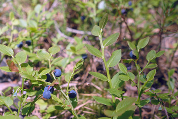 Blueberries
