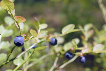 Blueberries close-up
