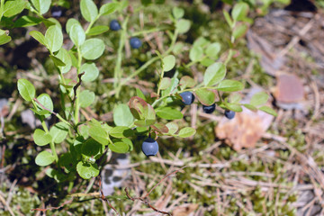 Blueberries bush