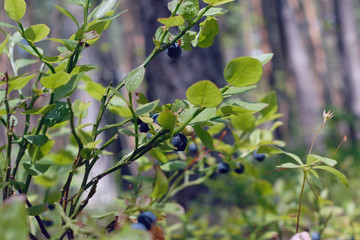 Summer blueberries