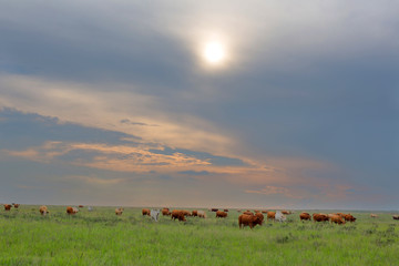 Cattle in green pastures