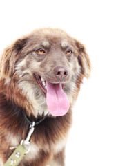 dog  on a white background