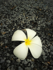 Obraz na płótnie Canvas Tropical flower white plumeria on dark gravel background