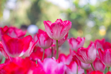 Tulips flower