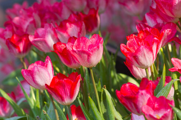 Tulips flower