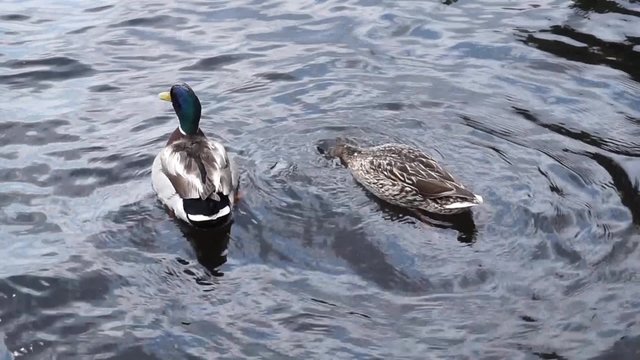 Ente gr&uuml;ndelt im Wasser