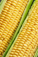 Fresh juicy organic corn, close up, selective focus