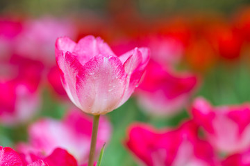 Obraz premium Tulips flower