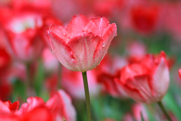 Obraz premium Pink tulips flower in the garden