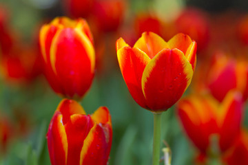 Orange tulips flower in the garden