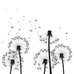 Dandelions and Wind. Vector Illustration.