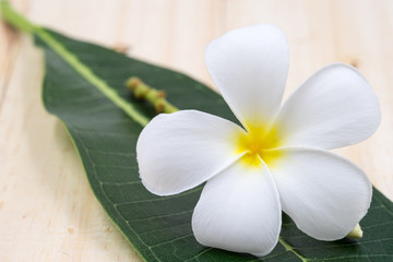 Single white plumeria on wood floors.