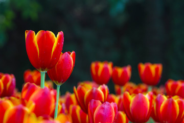 Fototapeta premium Fresh tulips in warm sun light
