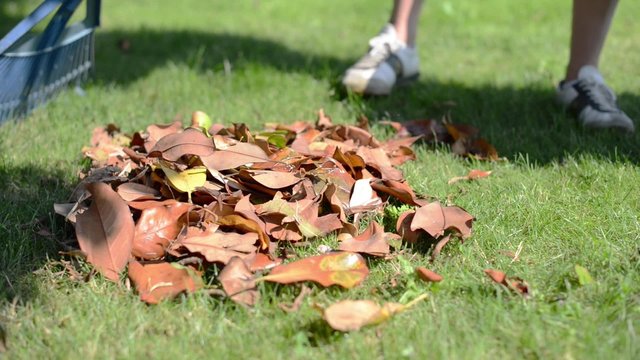 Dry leaves in the garden
