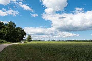 Fototapeta na wymiar Green wheat field.