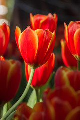 Fresh tulips in warm sun light