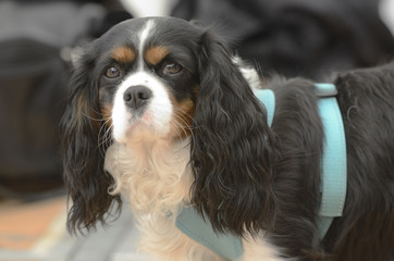 Cavalier King Charles Spaniel in harness