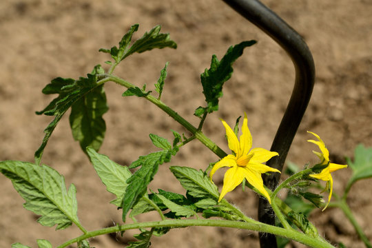 Tomatenbl&uuml;te, q.