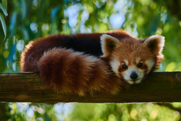 red Panda bear Sichuan China