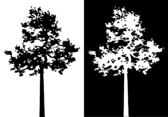 Sumatran pine tree silhouette vector.