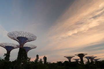 SINGAPORE - JAN 15: Gardens by the Bay at dusk on JAN 15, 2015 in Singapore. Gardens by the Bay was...