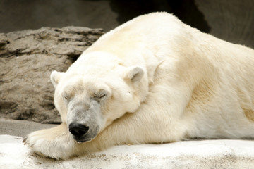 Fototapeta na wymiar Polar bear sleeping or dozing off on some rocks