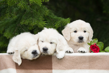 three adorable golden retriever puppies