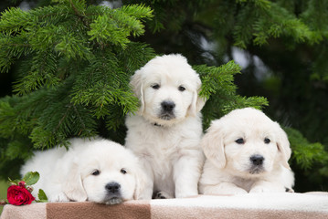 three adorable golden retriever puppies
