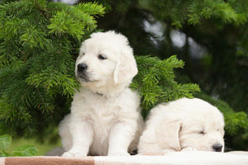 two adorable golden retriever puppies outdoors