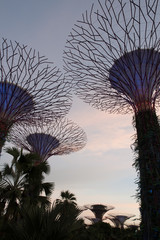 Fototapeta na wymiar SINGAPORE - JAN 15: Gardens by the Bay at dusk on JAN 15, 2015 in Singapore. Gardens by the Bay was crowned World Building of the Year at the World Architecture Festival 2012