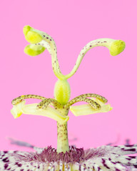 Wild passionfruit flower abstract reproductive organs.