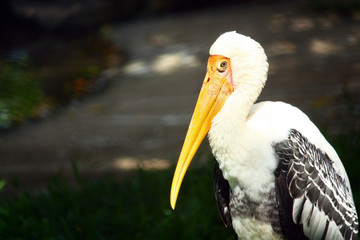 Stork
