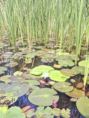 water lily in the swamp