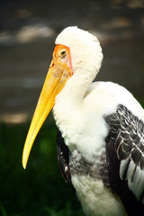 Stork