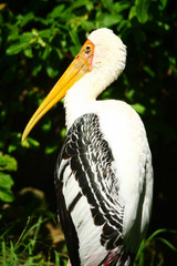 Stork