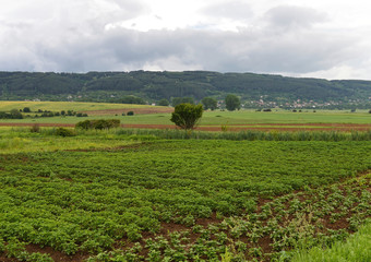 Fototapeta na wymiar Green Field With Organic Crops Sitting In Beds, Rainy Clouds On The Sky 