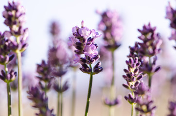 lavender flower