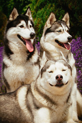 Portrait of a dog breed Siberian Husky. The dog on the background of blooming lavender.