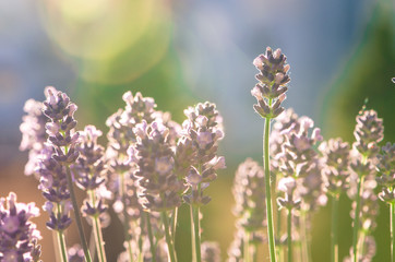 lavender flowers