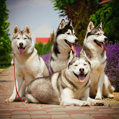 Portrait of a dog breed Siberian Husky. The dog on the background of blooming lavender.