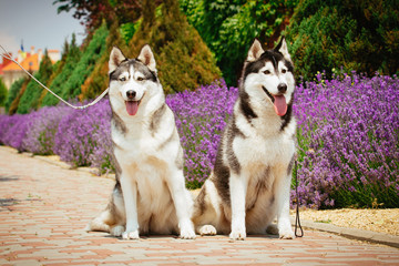 Portrait of a dog breed Siberian Husky. The dog on the background of blooming lavender.