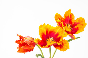 Three two-toned orange and yellow parrot tulips 