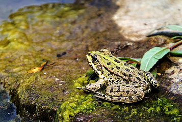 Macro of frog