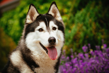Portrait of a dog breed Siberian Husky. The dog on the background of blooming lavender.