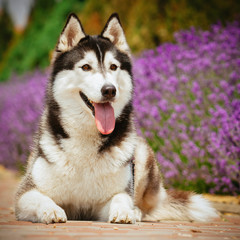 Portrait of a dog breed Siberian Husky. The dog on the background of blooming lavender.