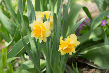 the first spring narcissuses