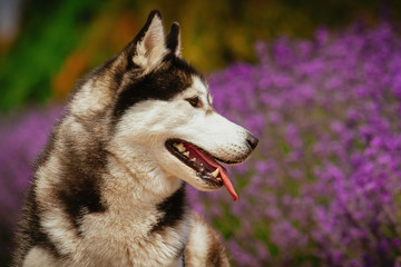 Obraz premium Portrait of a dog breed Siberian Husky. The dog on the background of blooming lavender.