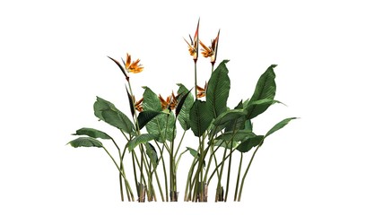 bird of paradise flower - separated on white background