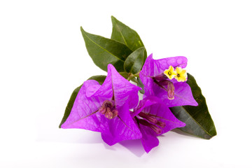 Sprig of Mauve Bougainvillea Flowers and Green Leaves
