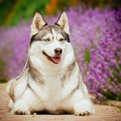 Portrait of a dog breed Siberian Husky. The dog on the background of blooming lavender.